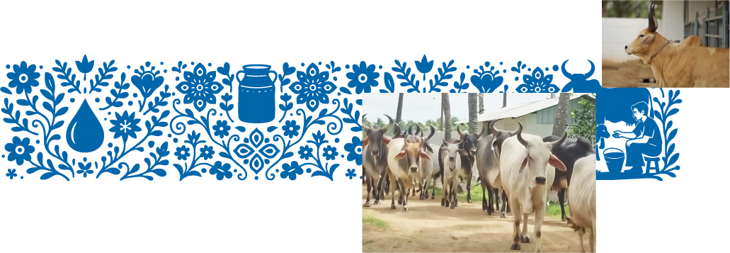 Our Cows