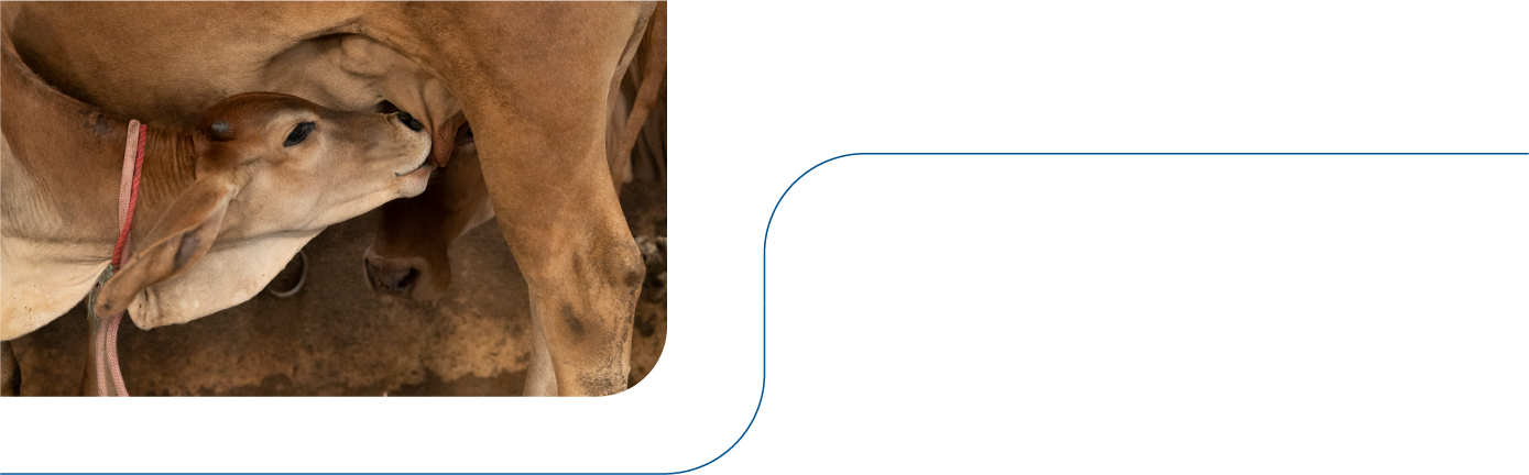 Traditional Milking 2